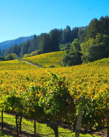 Golden autumn vineyard rows sweeping up a hillside under vivid blue sky