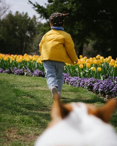 Child in yellow jacket running through a tulip field with a dog