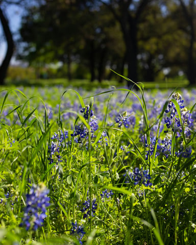Texas bluebonnets carpeting a sunny field under live oak trees in the Hill Country