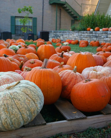 Pumpkin patch with orange and green squash at dusk