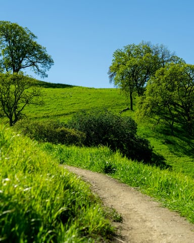 Dirt path winding through lush green hillside with oak trees and blue sky