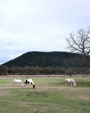 Horses grazing in a green field with a wooded hill and lone oak tree in the Texas Hill Country
