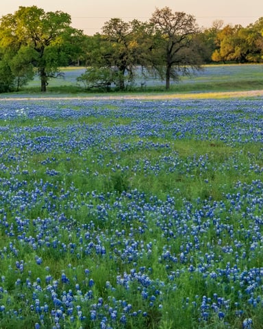 Wide field of Texas bluebonnets at golden hour with oak trees in the background
