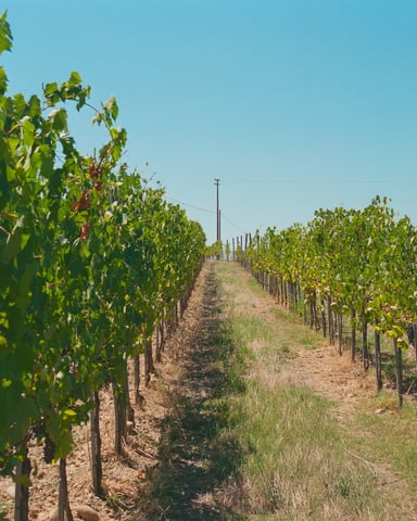 Sun-drenched path between two rows of green vines under a vivid blue sky