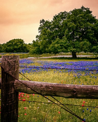 Texas wildflower field of bluebonnets and Indian paintbrush behind a rustic wooden fence post