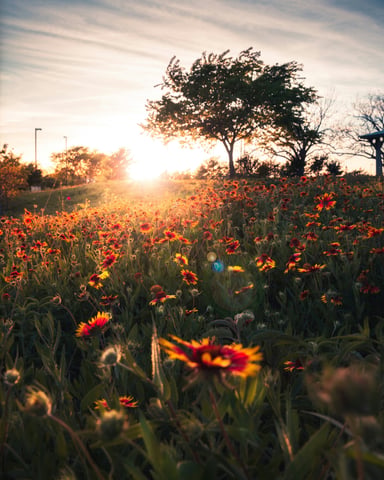 Texas wildflowers at sunset with a lone tree silhouetted against a golden sky
