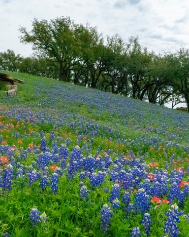 Texas bluebonnets and Indian paintbrush blanketing a hillside with live oak trees against a cloudy sky