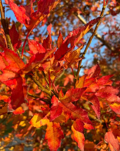 Vivid red and orange maple leaves against a bright blue autumn sky