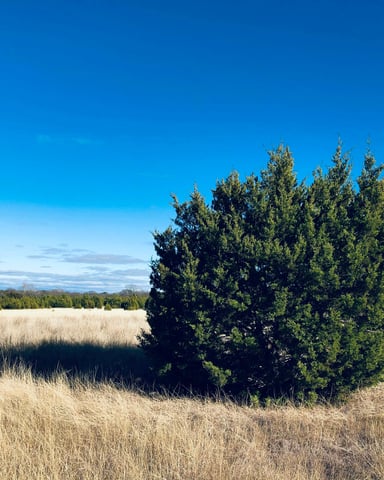 Lone cedar tree in a golden grass field under a vivid deep blue Texas sky