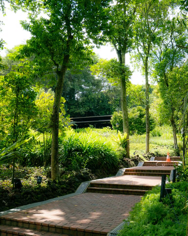 Stone steps winding through a sunlit green garden with tall trees and lush foliage