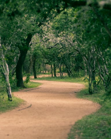 Lush green winding trail through live oak trees at an Austin park