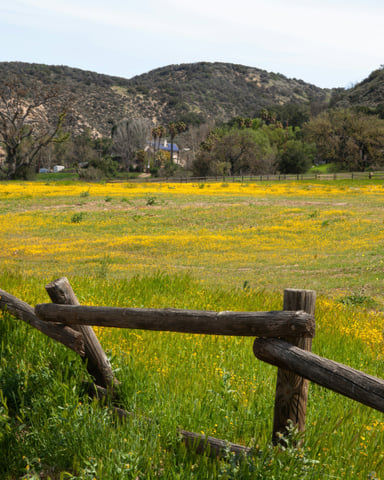 Yellow wildflower field with old wooden fence and rolling hills behind