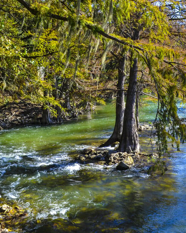 Crystal-clear turquoise water rushing through cypress trees on the Guadalupe River near New Braunfels, TX