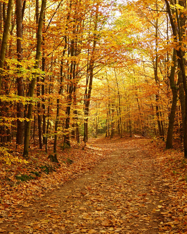 Golden autumn forest path lined with orange and amber leaves