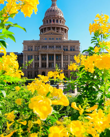 Texas State Capitol building framed by yellow wildflowers under a vivid blue sky