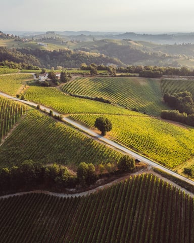 Aerial view of rolling vineyard rows with misty hills and warm morning light