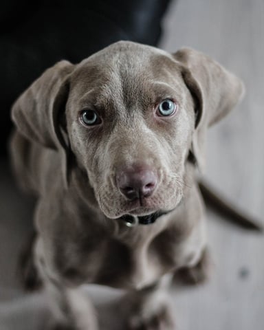Gray Weimaraner dog with blue eyes looking at camera indoors