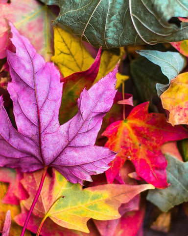 Vibrant autumn leaves in shades of magenta, pink, yellow, orange, and green with visible veins