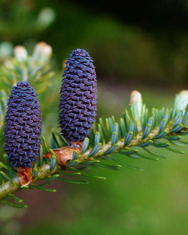 Purple pine cones on evergreen branch with needle-like foliage and blurred green background