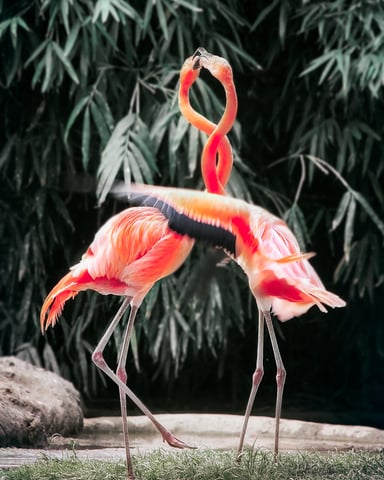 Two pink flamingos with curved necks touching heads against dark green foliage background