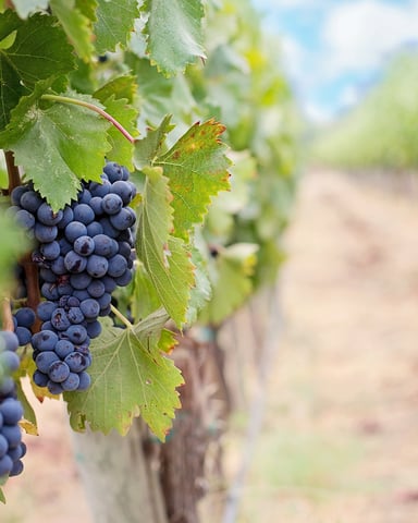 Ripe dark blue grapes hanging from vine with green leaves in vineyard row