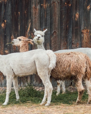 Three llamas standing in front of a dark wooden barn wall, one white llama eating hay, one brown llama, and one white llama.