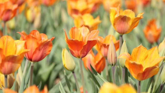 Plan Your Journey to Austin in Spring