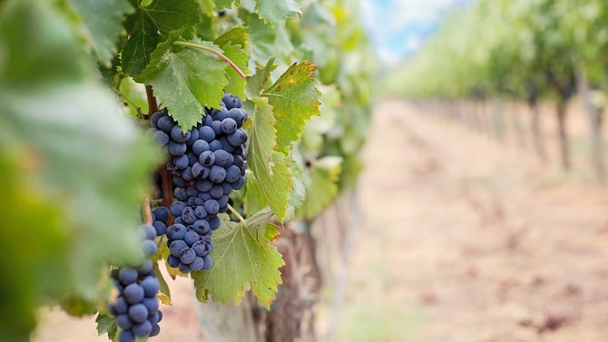Be Part of the Austin Detours & Experience the Austin's Salt Lick & Winery Shuttle