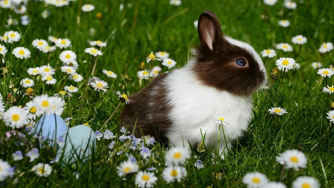 Top 5 Easter Activities in Austin