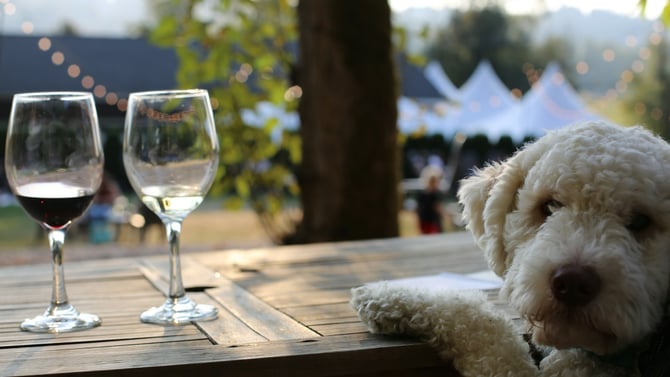 Ultimate Guide to a Pet-Friendly Dripping Springs Vacation