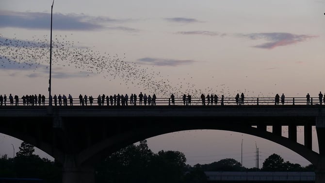 Check Out the Bats at the Congress Avenue Bridge
