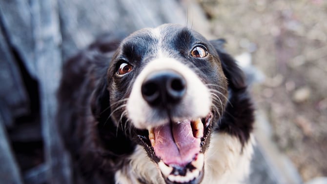 Take Your Furry Friend to these Pet Friendly Austin Places