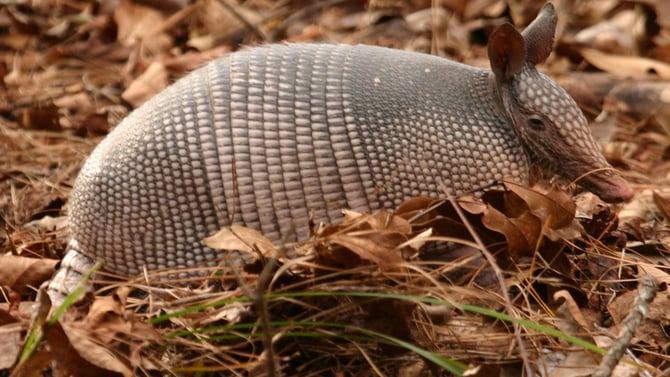 Wildlife Journey To Austin