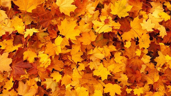 Check Out Our Favorite Fall Activities in Austin