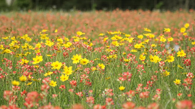 Wildflower Spring Market