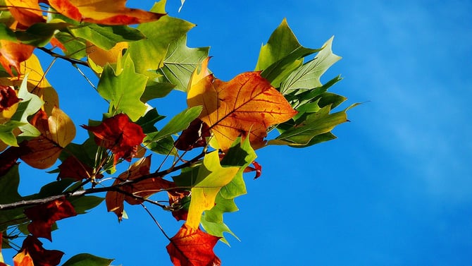 Fall Journey To Austin