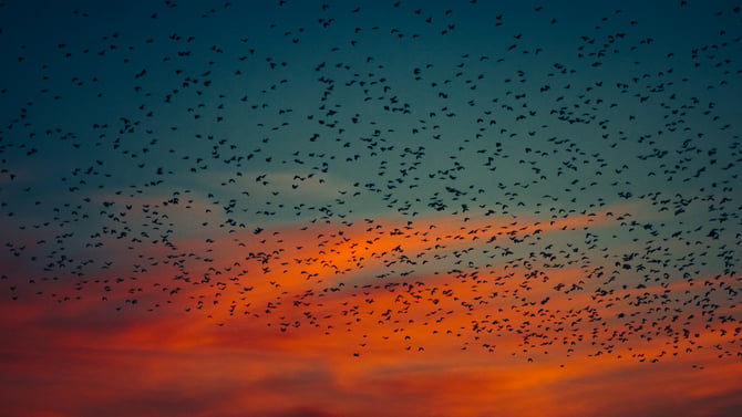 Enjoy the Exciting Austin Texas Bat Festival