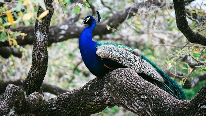 Guide To Visiting The Austin Zoo