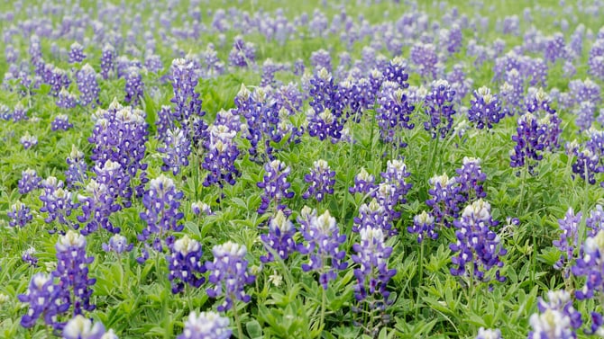 Spring Rentals