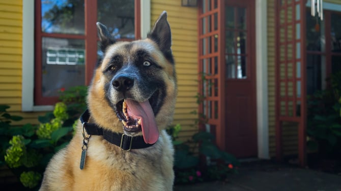 Pet Friendly House Rentals in Austin TX