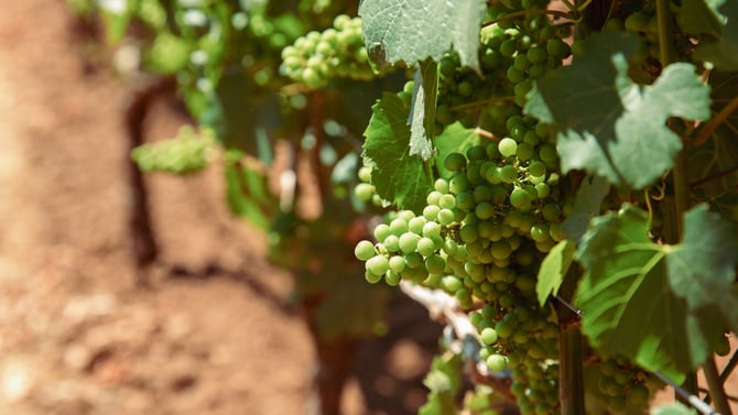 Duchman Family Winery
