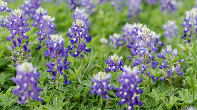 Spring Condo Rentals