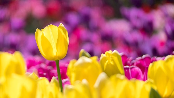 Learn About Austin Easter Celebrations