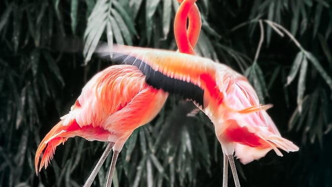Exotic Resort Zoo