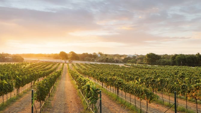 The Texas Hill Country Wineries Worth Leaving Austin For