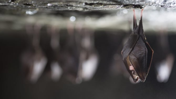 Attend the Exciting Austin Texas Bat Festival