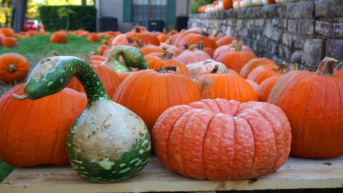 Check Out These Top 5 Fall Events in Austin