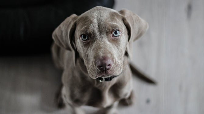 Book One of Our Pet Friendly Austin Vacation Rentals