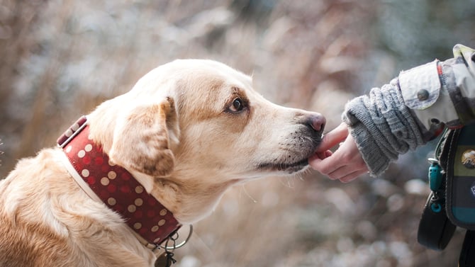 Dog Lovers Journey To Austin