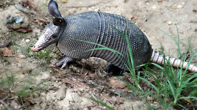 Top 5 Wildlife Watching Spots
